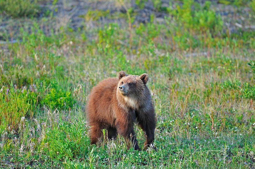 Canada-Yukon Young grizzly bear in field art print by Jaynes Gallery for $57.95 CAD
